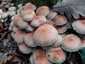 Vöröses kénvirággomba (Hypholoma lateritium), Őrség